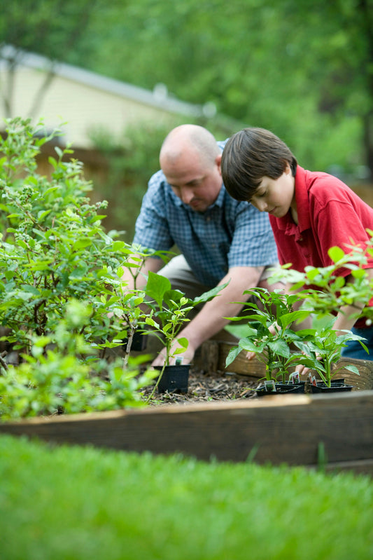 The Benefits of Growing Plants at Home
