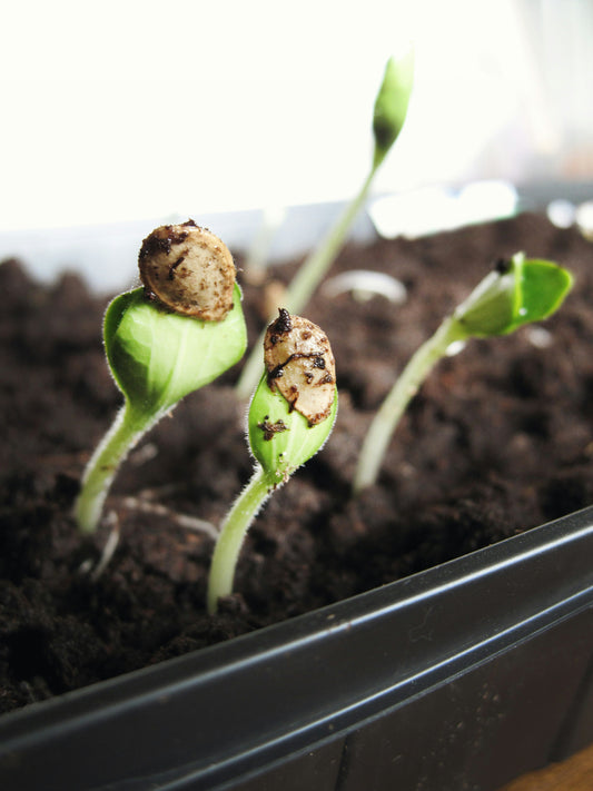 Which Plants Are Easiest to Grow and Maintain at Home?